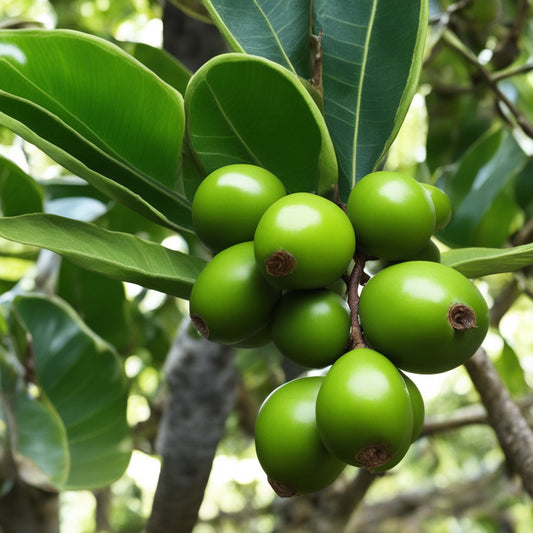 Discover the Wonders of Tamanu Oil: Nature’s Secret to Glowing